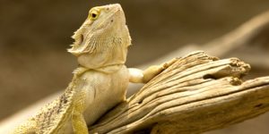 Heating a Bearded Dragon Habitat